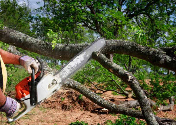 Best Hazardous Tree Removal  in Westernport, MD